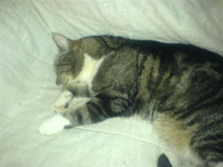 Huskat Lucky billede 6