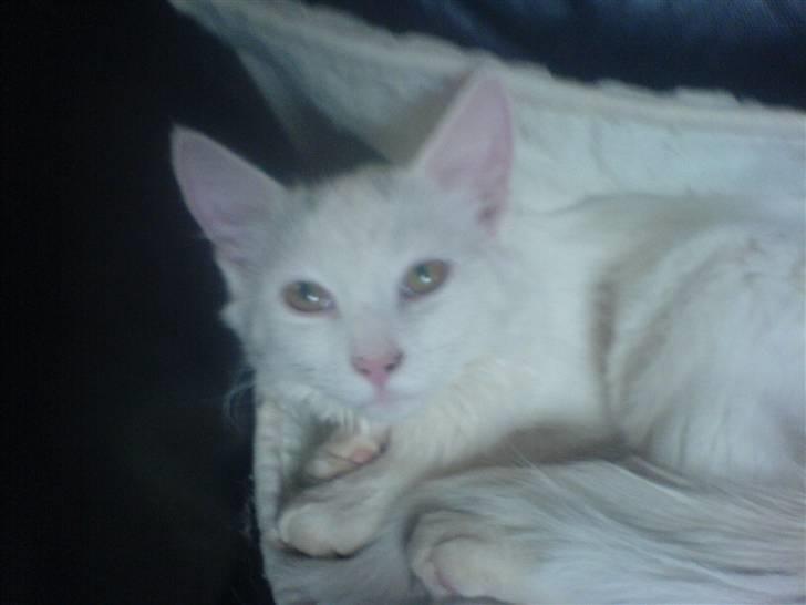 Huskat Gizmo Rocky billede 1