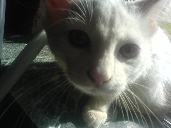 Huskat Gizmo Rocky billede 2