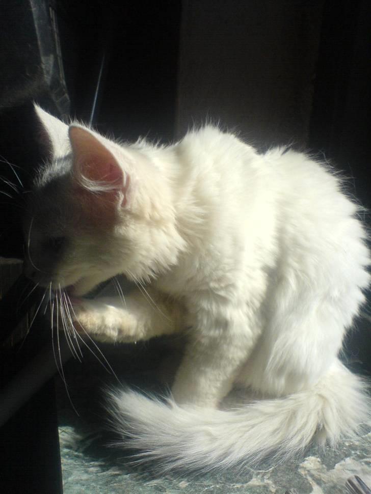 Huskat Gizmo Rocky billede 3