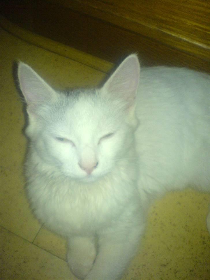 Huskat Gizmo Rocky billede 4