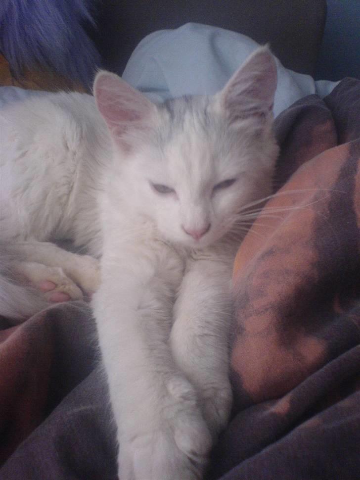 Huskat Gizmo Rocky billede 5