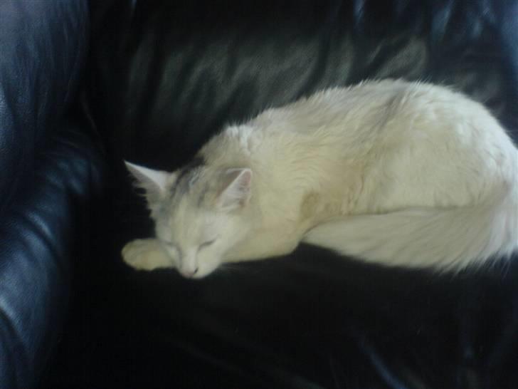 Huskat Gizmo Rocky billede 6