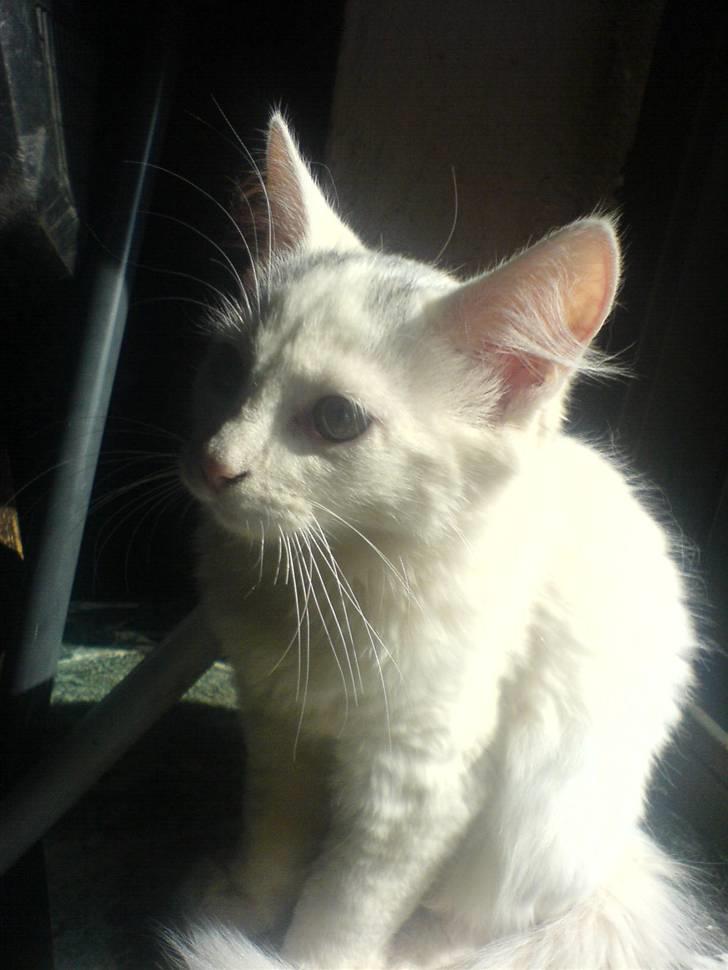 Huskat Gizmo Rocky billede 7