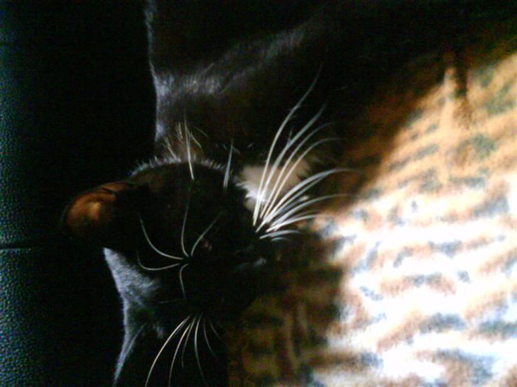 Huskat bandit - Middi... mor til Tøzen, Nusser og lille mysli. billede 4