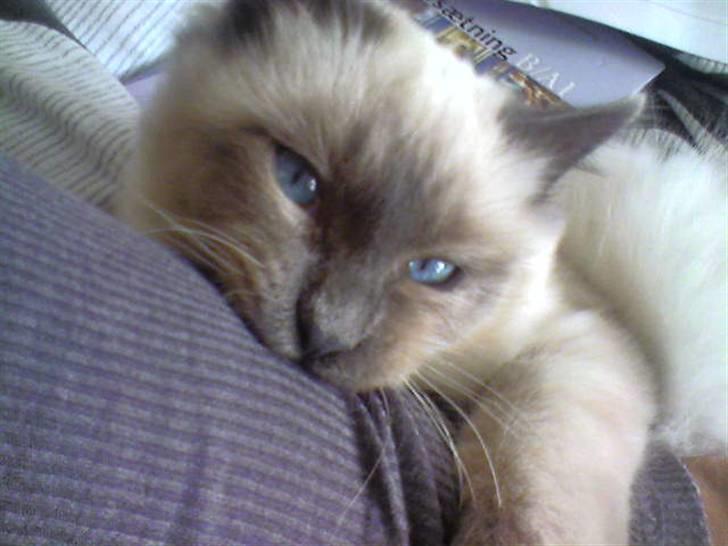 Hellig Birma DK Villumstrup Duke billede 15