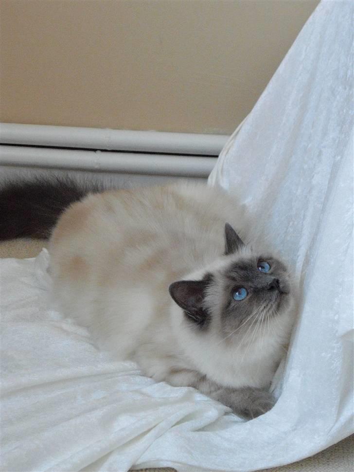 Hellig Birma DK Villumstrup Duke billede 16