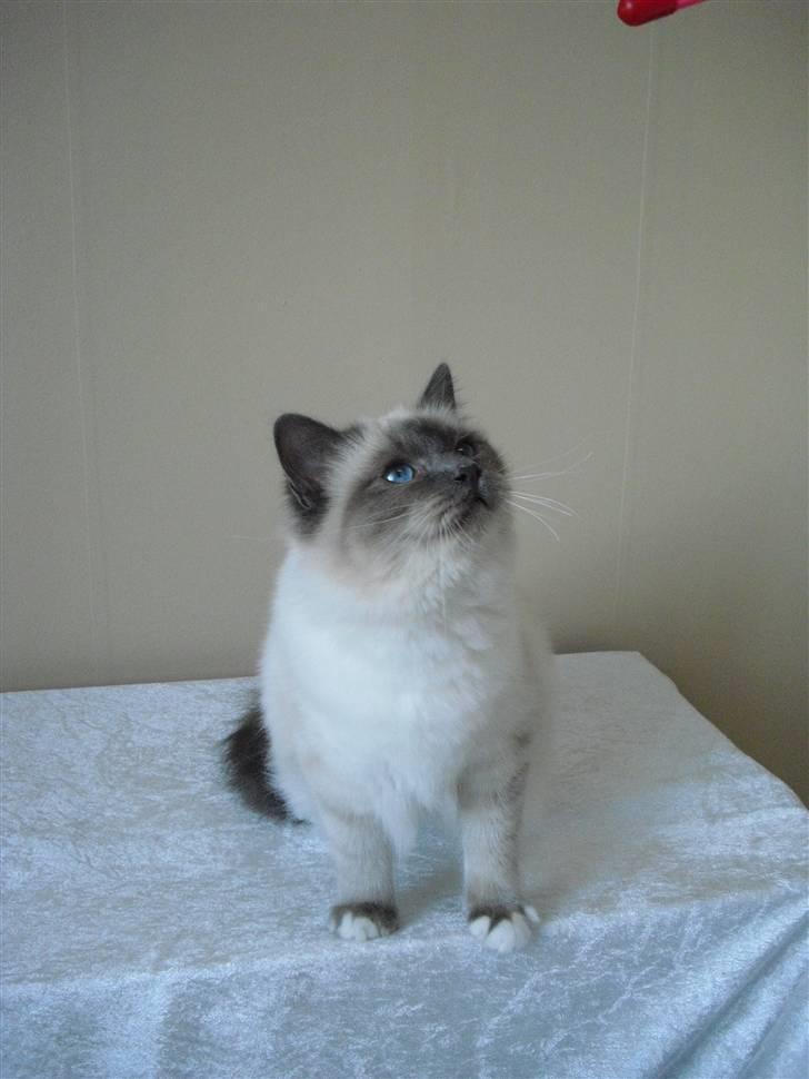 Hellig Birma DK Villumstrup Duke billede 17