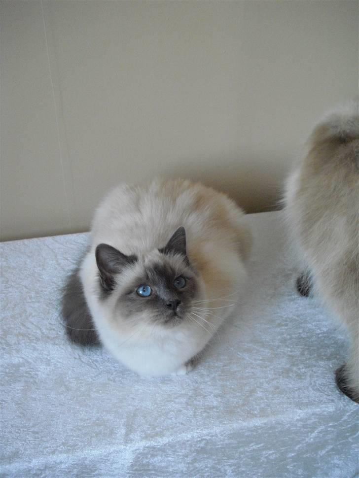 Hellig Birma DK Villumstrup Duke billede 18