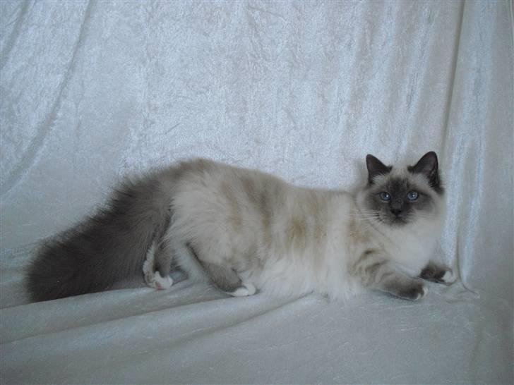 Hellig Birma DK Villumstrup Duke billede 19