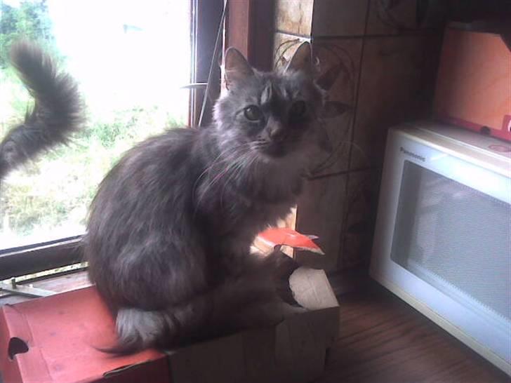 Maine Coon silver billede 6