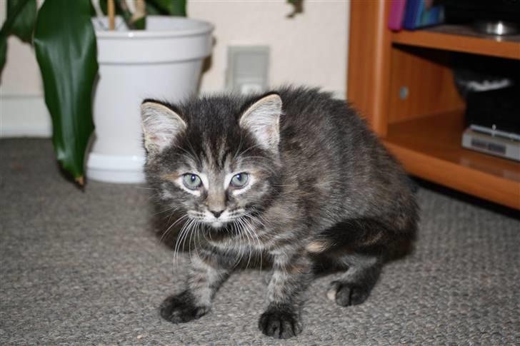 Blanding af racer Bella - Pas på!! Eller jeg angriber.. billede 1