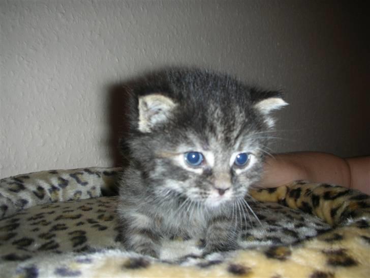 Blanding af racer Bella - Sidder på mit helt nye kattestativ billede 2