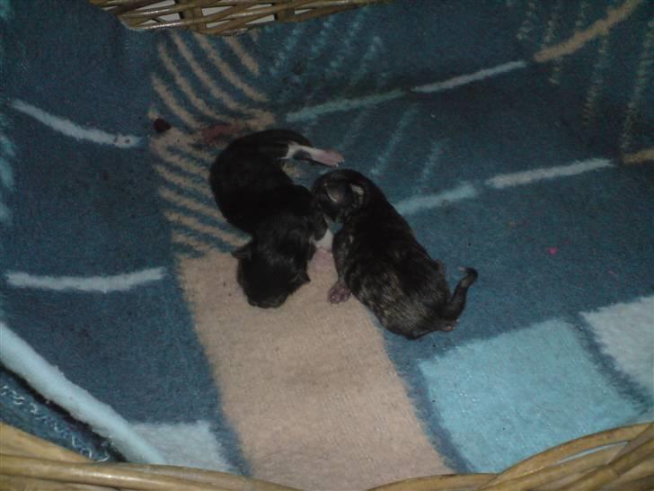 Blanding af racer Bella - Mig og min bror Oskar. Lige blev født. billede 3