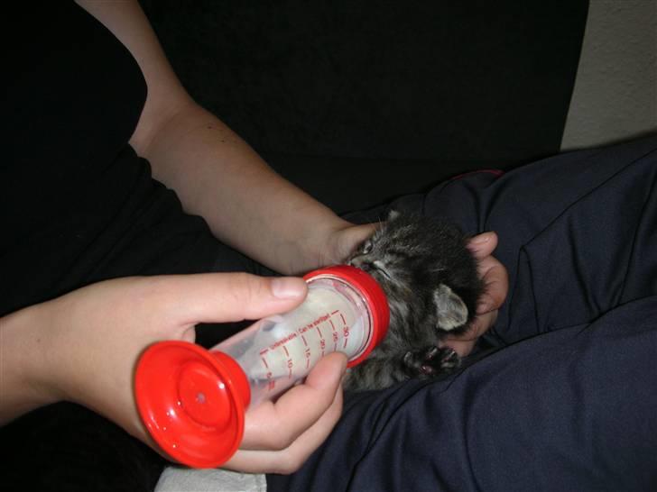 Blanding af racer Bella - Da min mor desværre blev påkørt. Da vi var 3uger gamle o( Måtte jeg lærer, at bruge flasken billede 4