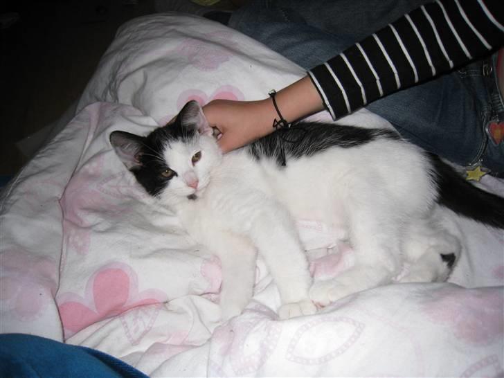 Huskat Rita billede 9