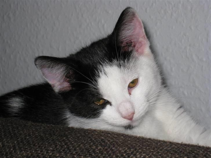 Huskat Rita billede 10