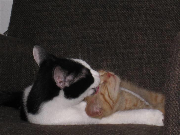 Huskat Rita - 24/11-08 billede 11