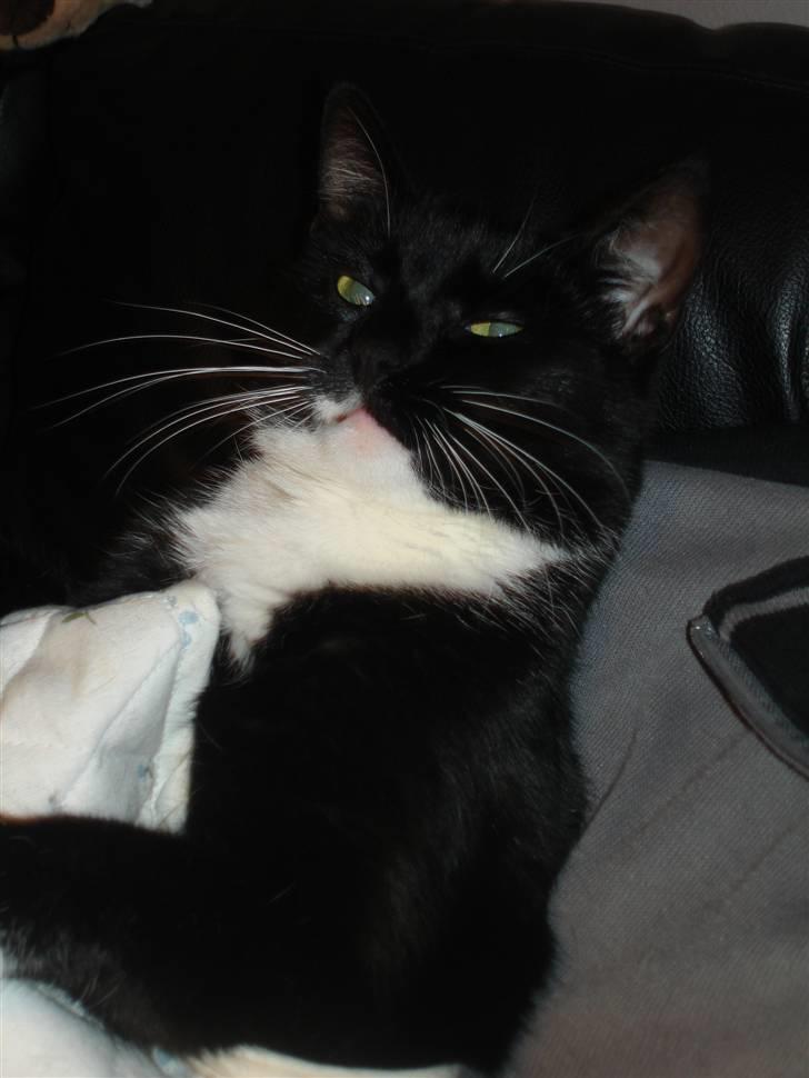 Huskat *Perle*^* Med to piger*^* billede 16