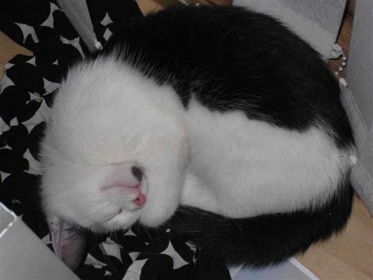 Huskat Rita billede 12