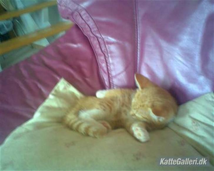 Huskat Sponki - R.I.P. billede 1