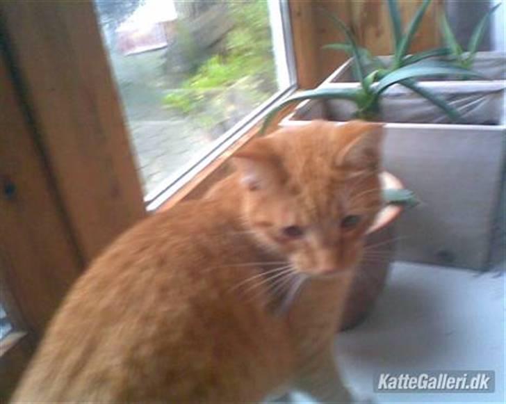 Huskat Sponki - R.I.P. billede 2