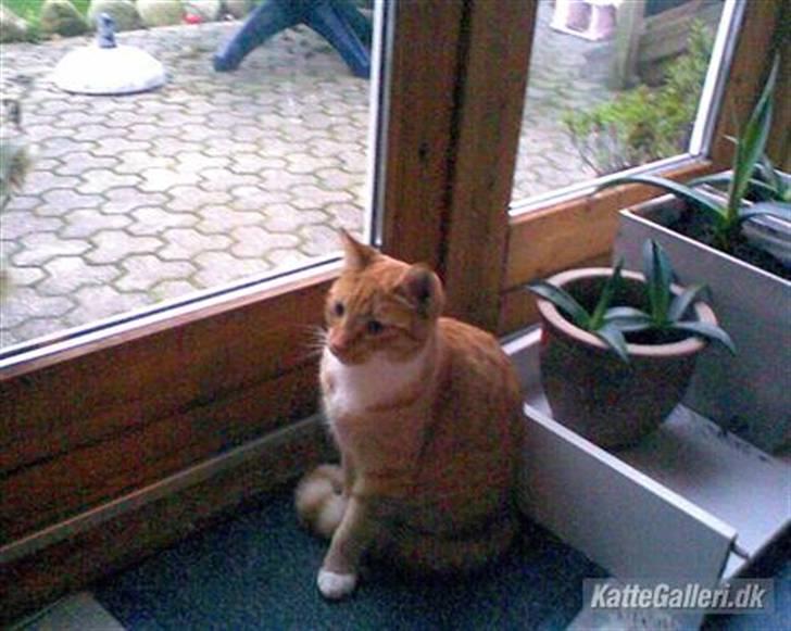 Huskat Sponki - R.I.P. billede 3