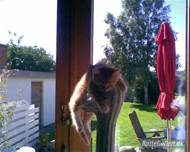 Huskat Sponki - R.I.P. billede 4