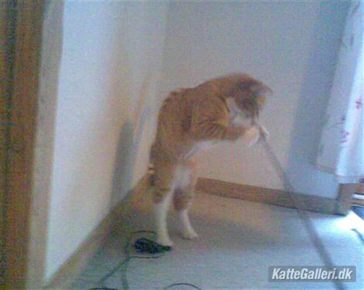 Huskat Sponki - R.I.P. billede 5