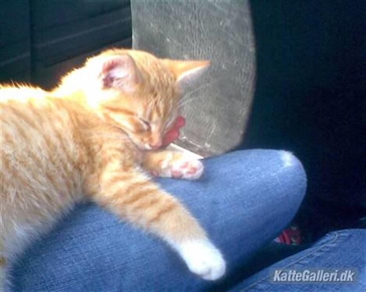 Huskat Sponki - R.I.P. billede 6