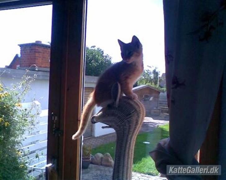 Huskat Sponki - R.I.P. billede 7