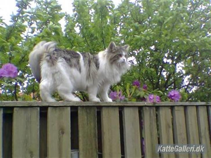 Blanding af racer Hugo billede 1