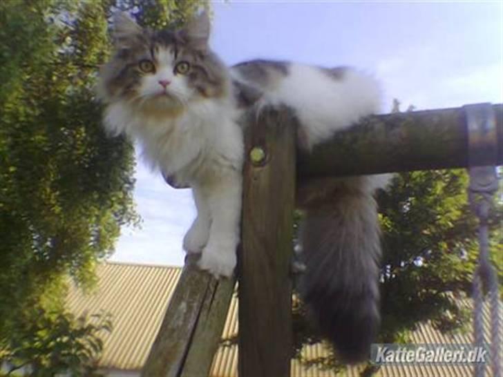 Blanding af racer Hugo billede 2