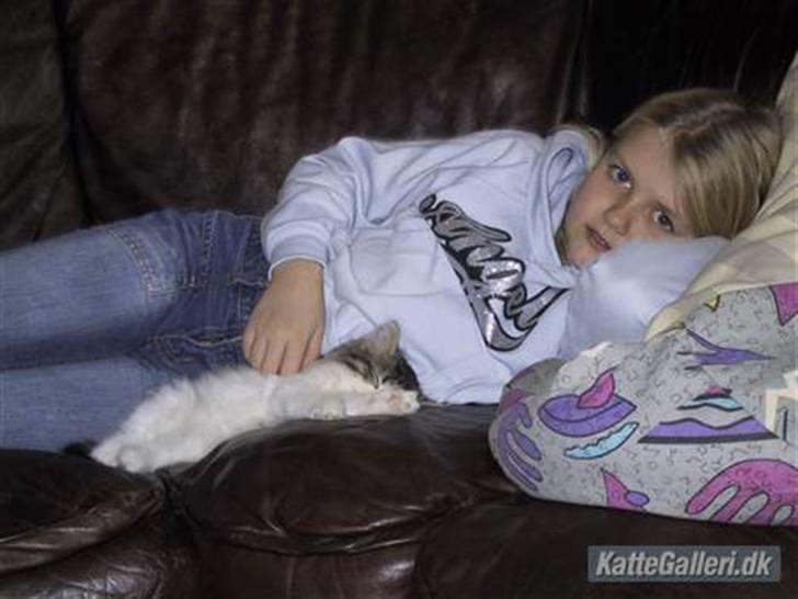 Blanding af racer Hugo billede 3