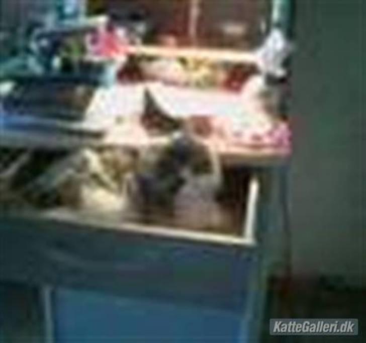 Blanding af racer Hugo billede 4