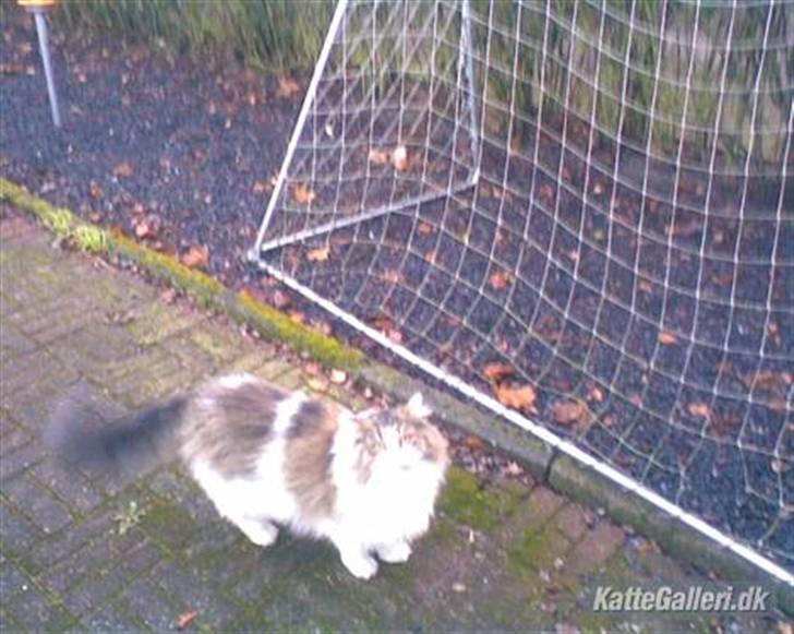 Blanding af racer Hugo billede 5