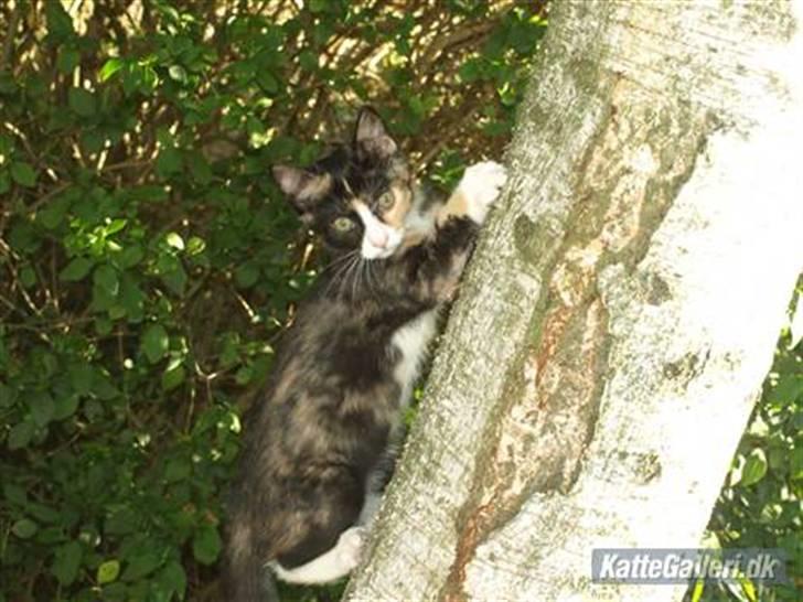 Huskat Tequila Sunrice *Kila* billede 1