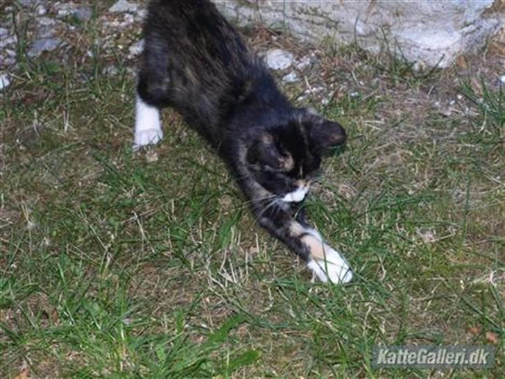 Huskat Tequila Sunrice *Kila* billede 2