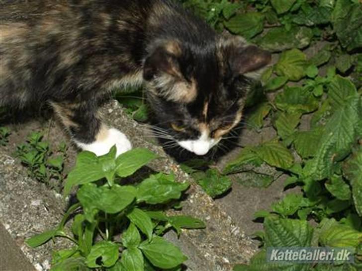 Huskat Tequila Sunrice *Kila* billede 3