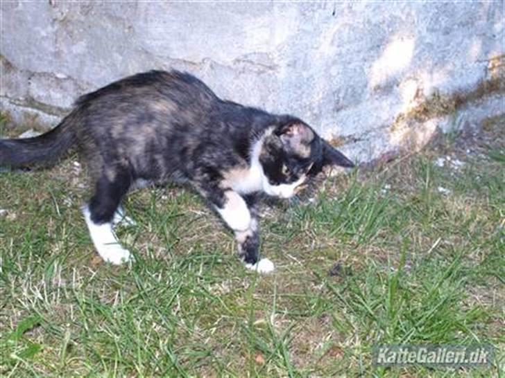 Huskat Tequila Sunrice *Kila* billede 4