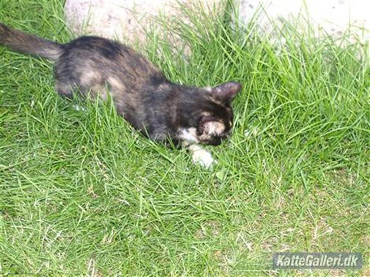 Huskat Tequila Sunrice *Kila* billede 5