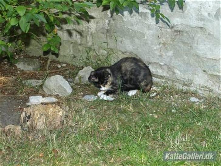 Huskat Tequila Sunrice *Kila* billede 6