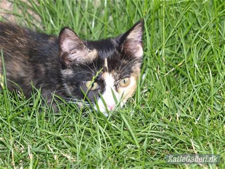 Huskat Tequila Sunrice *Kila* billede 7