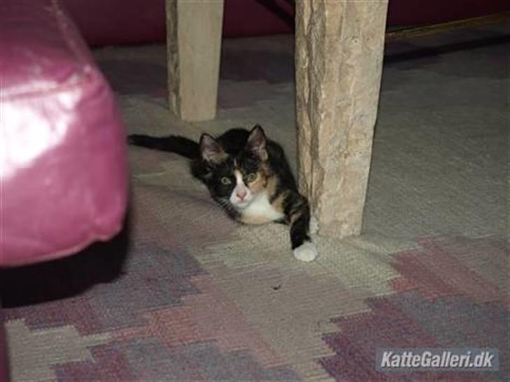 Huskat Tequila Sunrice *Kila* billede 8