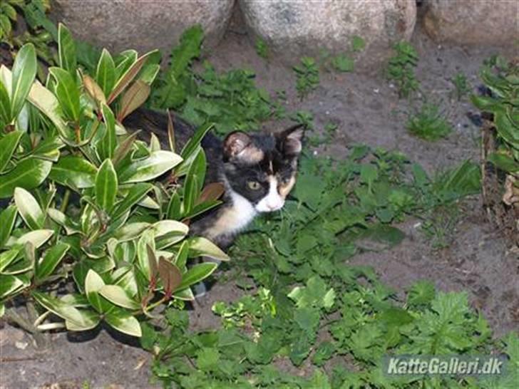 Huskat Tequila Sunrice *Kila* billede 9