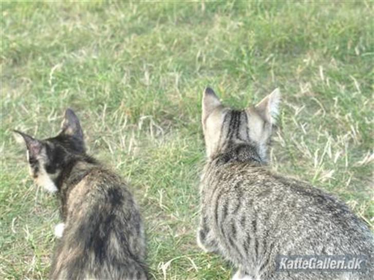 Huskat Tequila Sunrice *Kila* billede 10