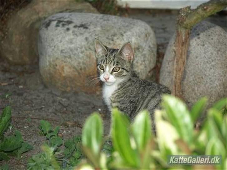 Huskat Bakardi *Carlo* R.I.P. billede 1