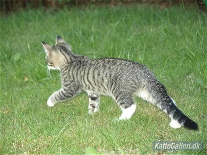 Huskat Bakardi *Carlo* R.I.P. billede 2