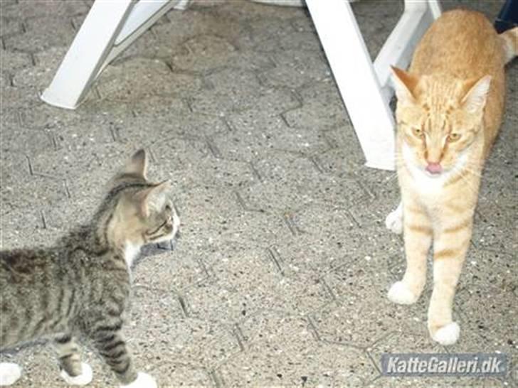 Huskat Bakardi *Carlo* R.I.P. billede 3