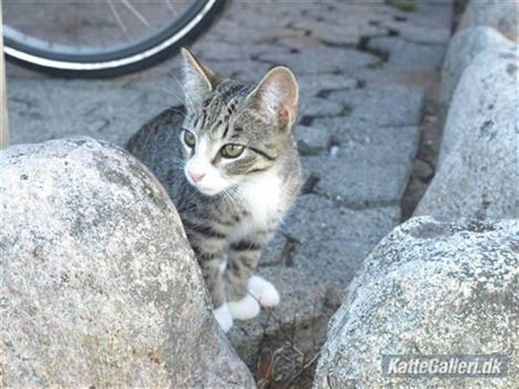 Huskat Bakardi *Carlo* R.I.P. billede 4